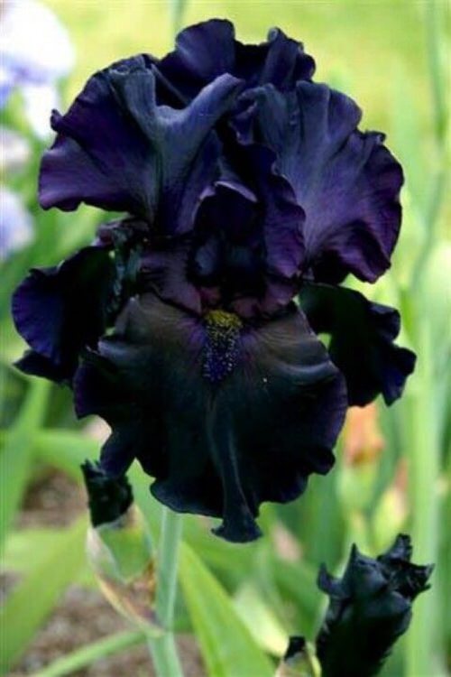 lovely Black Flowers and Plants to Your Garden