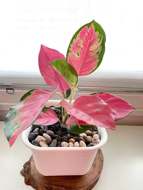 Aglaonema Varieties- Lady Valentine