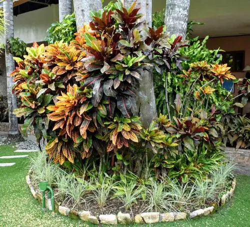 Landscaping with Croton Pictures 25