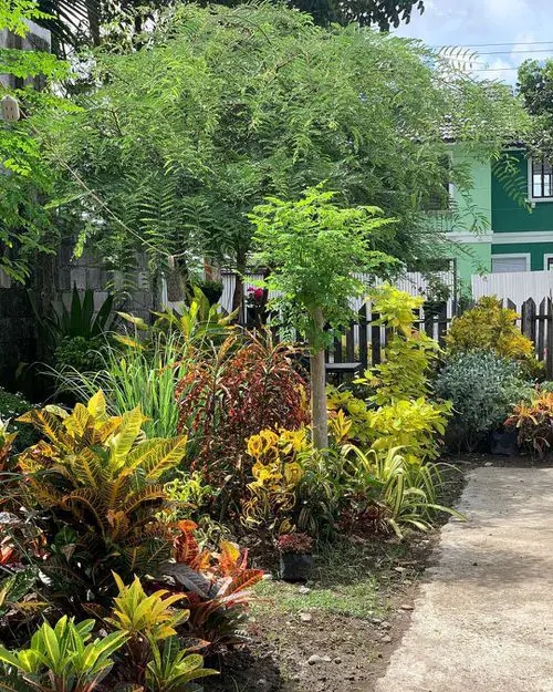 Landscaping with Croton Pictures 21