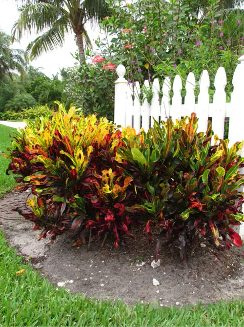 Landscaping with Croton Pictures 23