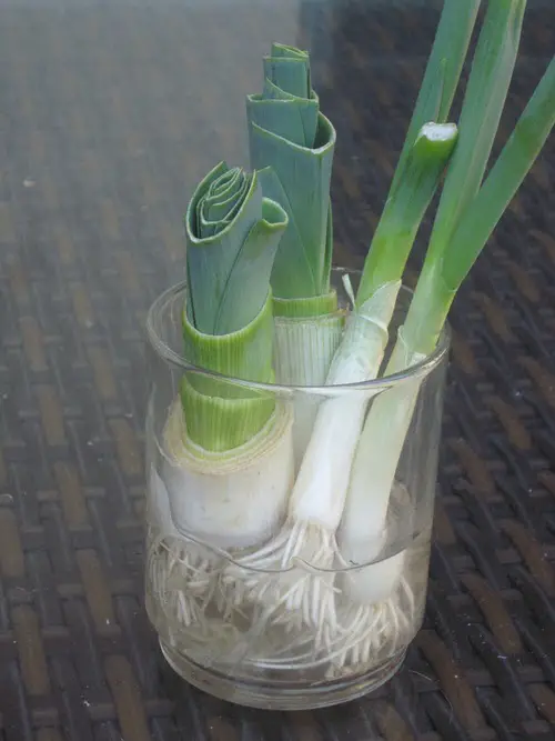 Leek Hack