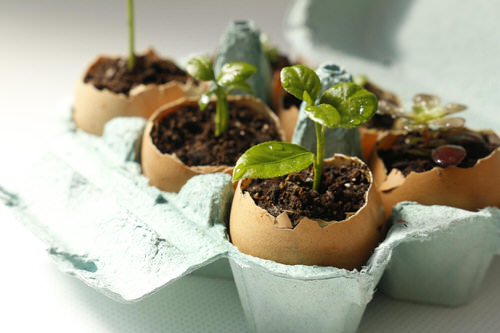 Lemon Seeds in Eggshell