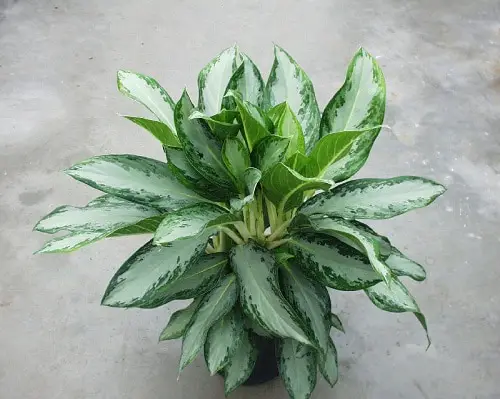 Aglaonema Varieties-Leprechaun