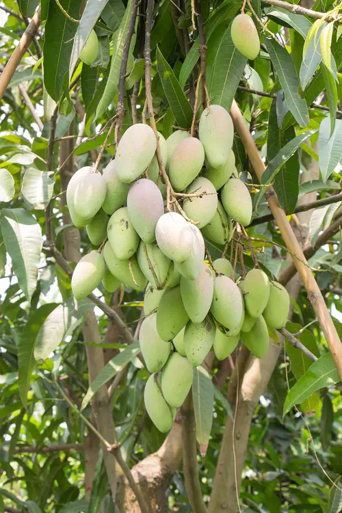 Delicious Vegetables that Grow on Trees