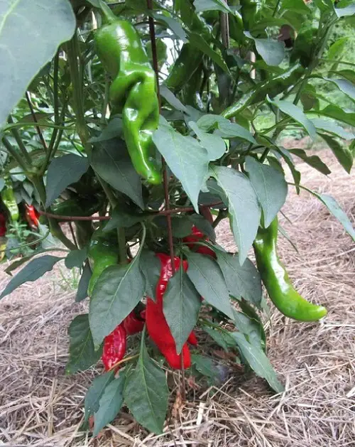 best Various Pepper Varieties for Your Garden