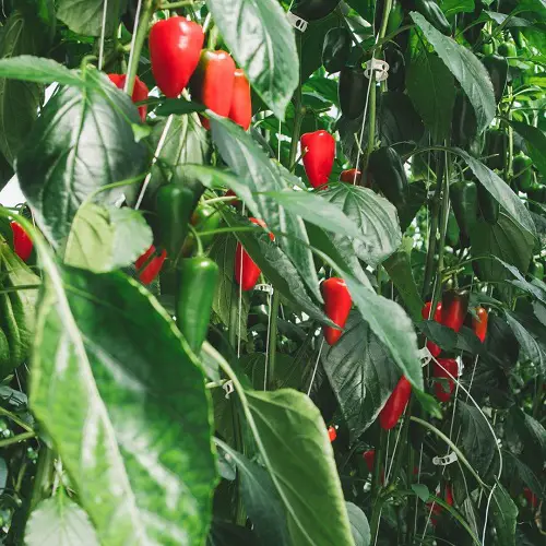 lovely Various Pepper Varieties for Your Garden