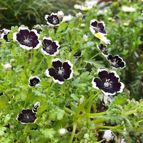 Black Flowers and Plants Your Garden