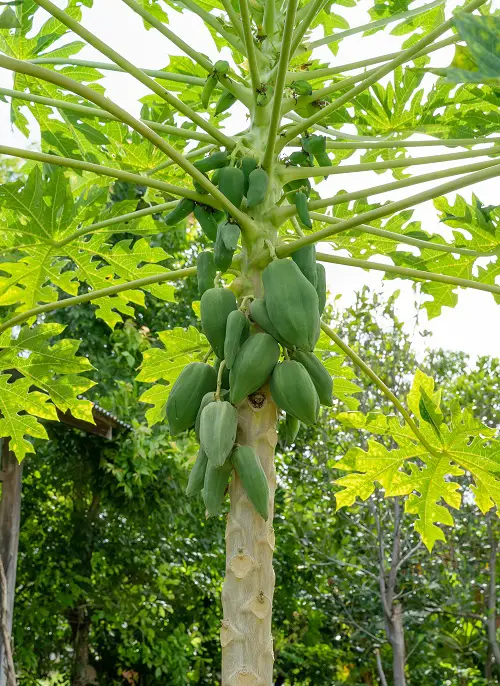 Tasty Vegetables Grown on Trees
