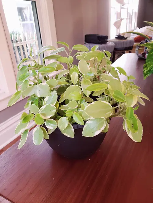 Peperomia Pixie Care