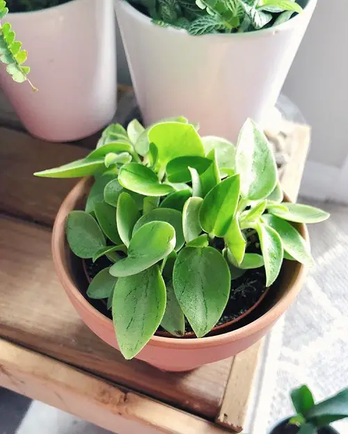 Peperomia Pixie Care 2