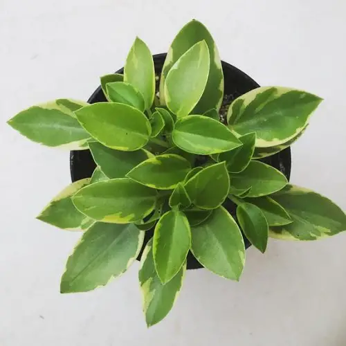 Peperomia Pixie Care 6