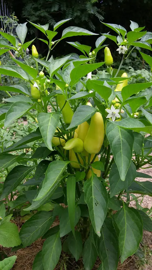 top Various Pepper Varieties for Your Garden