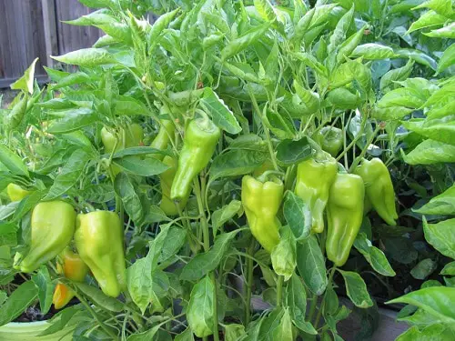 lovely Different Types of Pepper