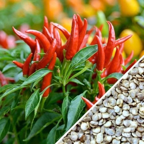 Types of Pepper in garden
