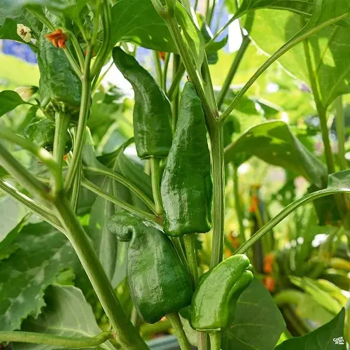 Types of Pepper 