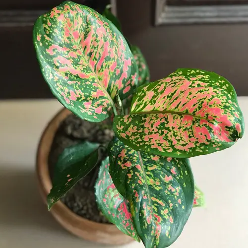 Aglaonema Varieties-Pink Dalmatian