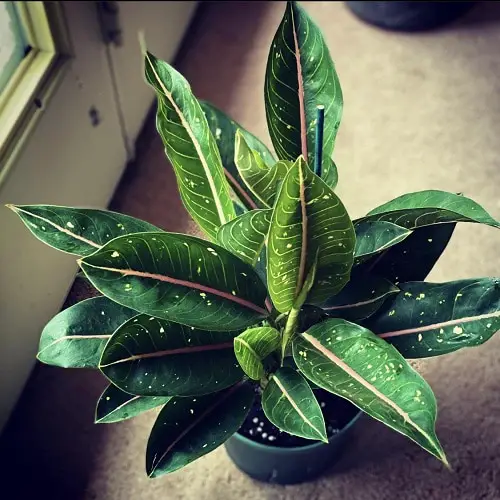 Best Aglaonema Varieties 80