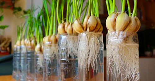 Plastic Bottle and Garlic Hack