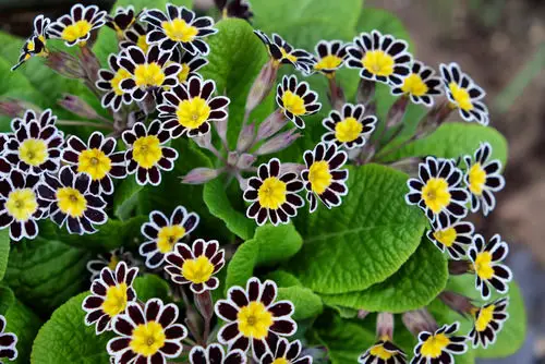 beautiful Black Plants and Flowers to Your Garden 