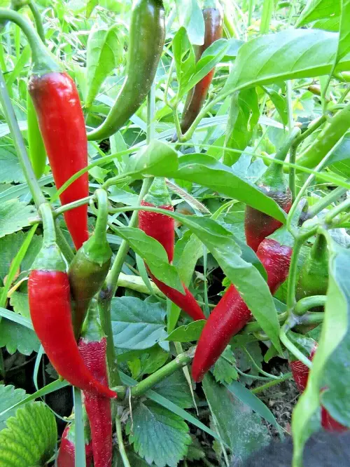 Various Pepper Varieties to Grow