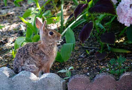 Cinnamon Uses Repel Squirrels and Rabbits