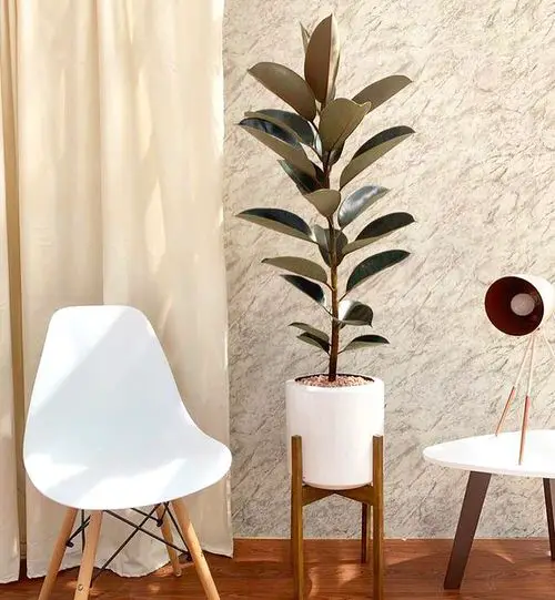 Houseplants that Reduce Dust 2