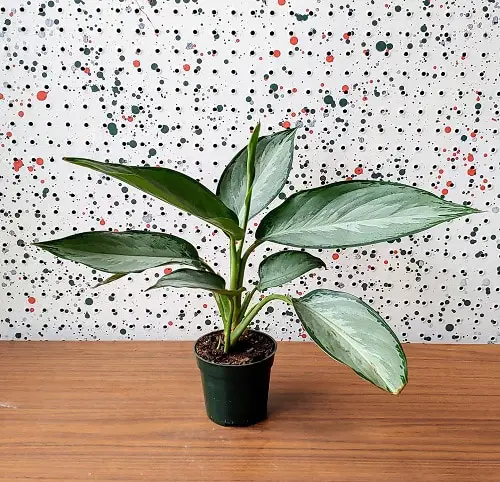 Best Aglaonema Varieties 87