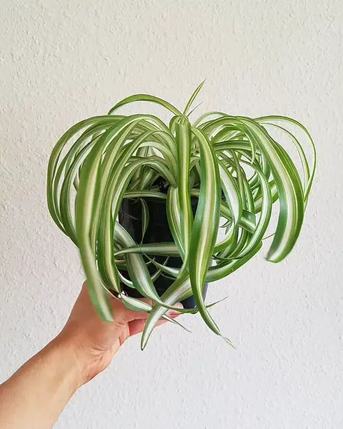 Houseplants that Reduce Dust 4