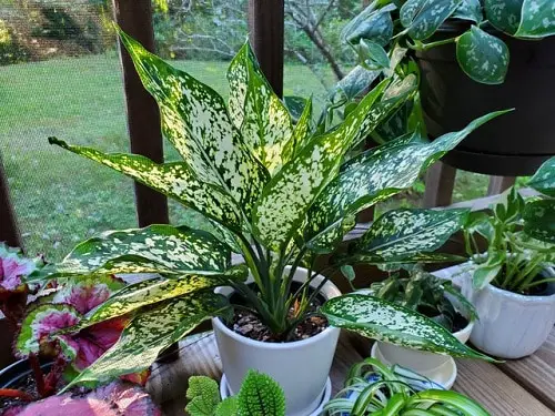 Best Aglaonema Varieties 82