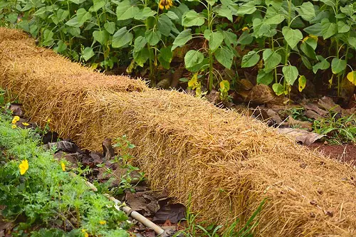 Spent Hay or Straw