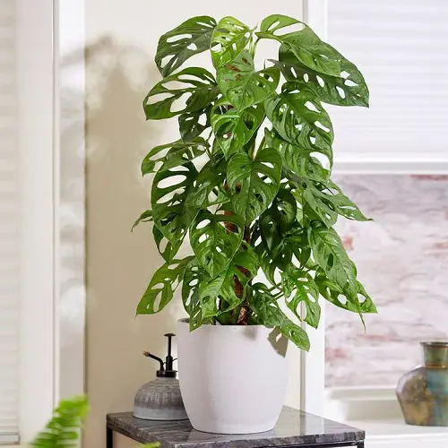 Best Indoor Plants for East Facing Windows 2