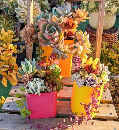 Take Your Succulents Outdoors