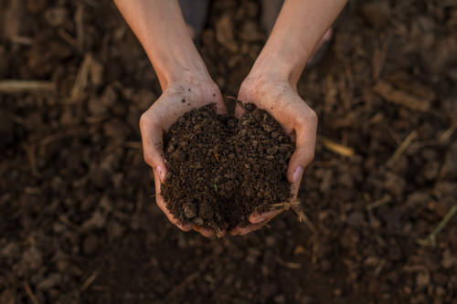 Checking the Condition of Soil