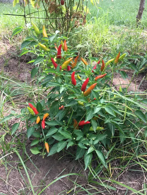 Various Pepper Varieties for Your Garden