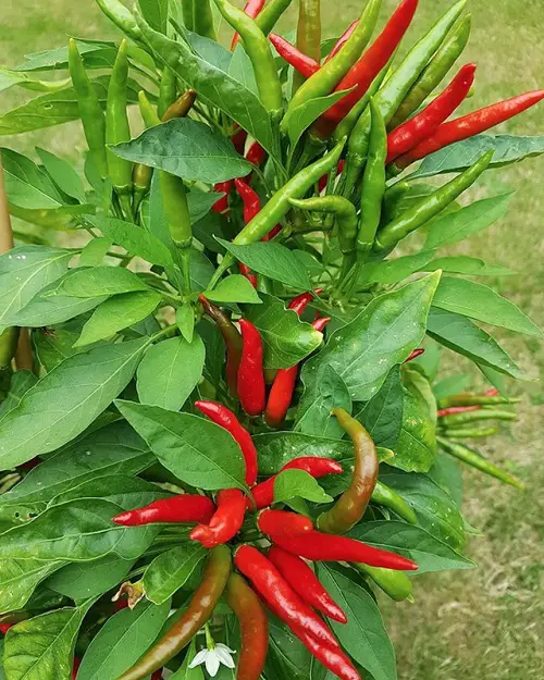 many pepper varieties that you may cultivate