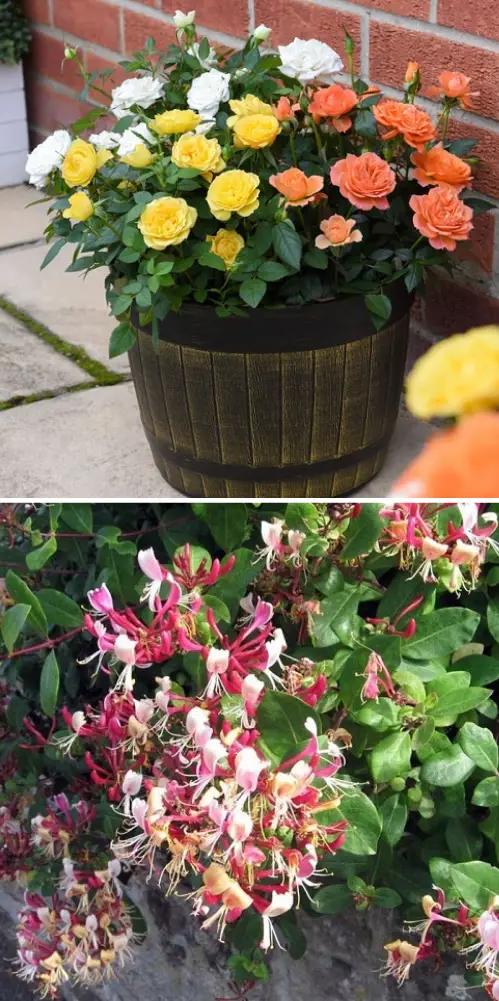 june Birth Month Flowers with Meanings