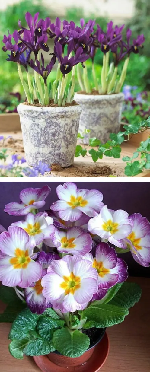 fabruary Birth Month Flowers with Meanings