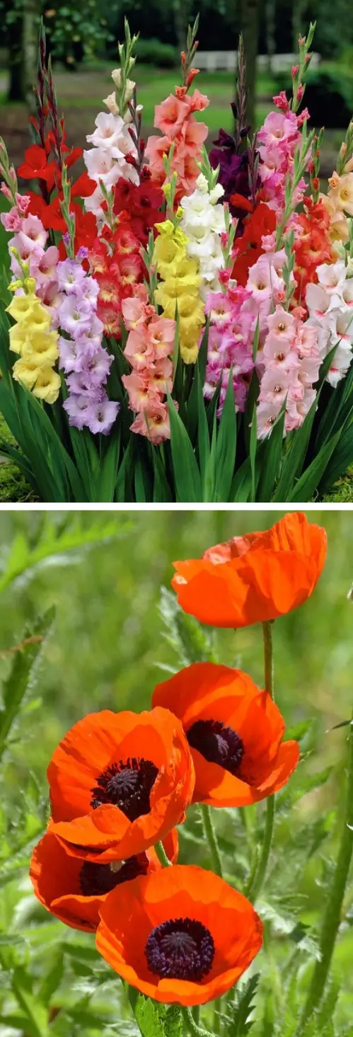 August Birth Month Flowers with Meanings
