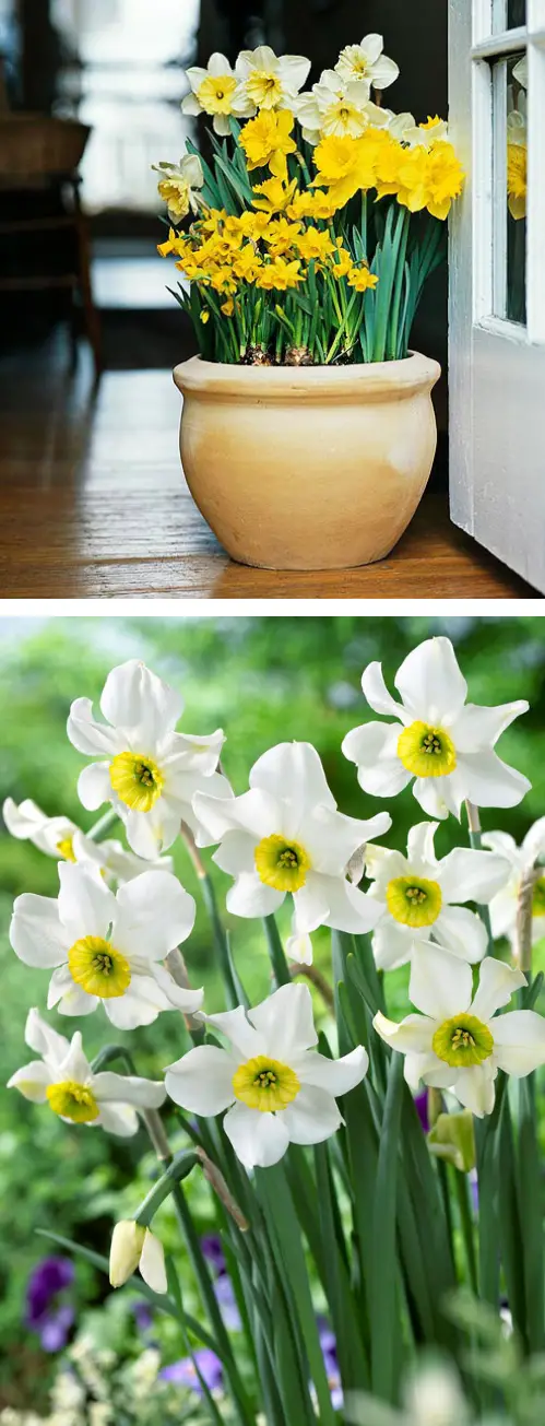 march Birth Month Flowers with Meanings
