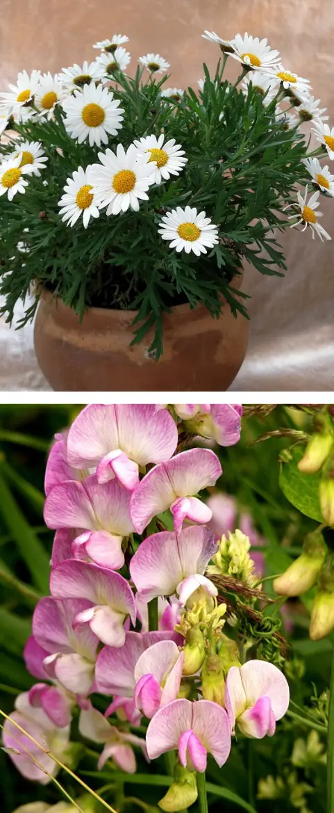 April Month Flowers with Meanings 3