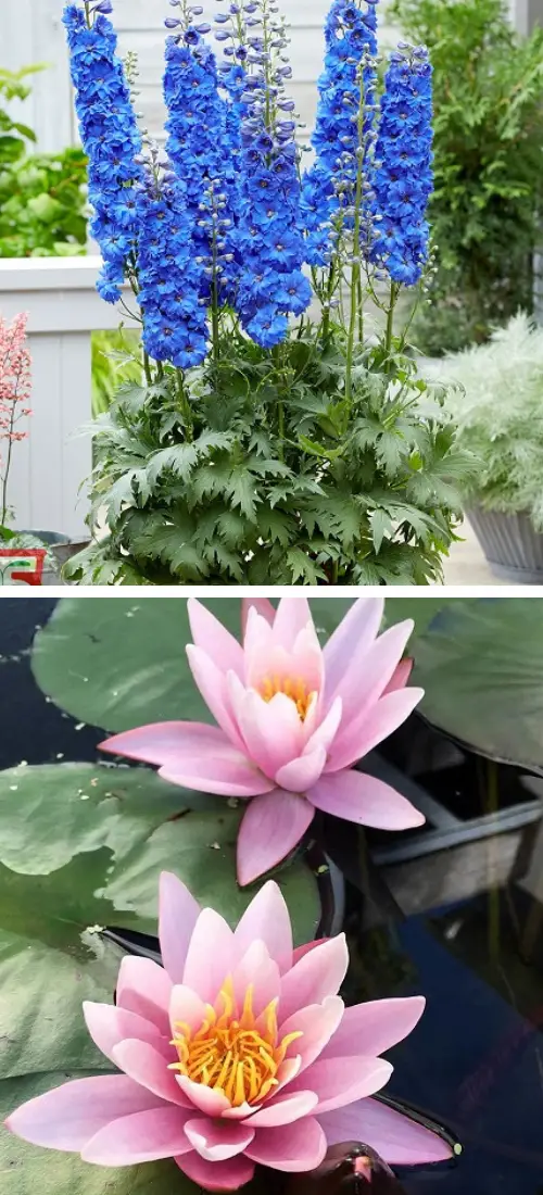 july Birth Month Flowers with Meanings