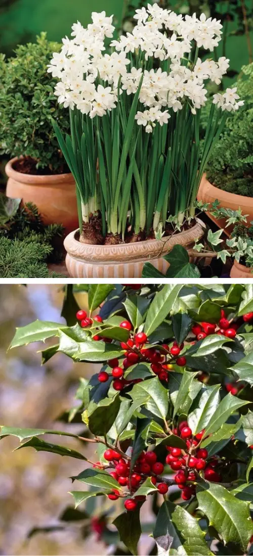 december Month Flowers with Meanings 