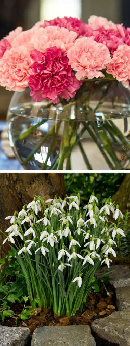 january Birth Month Flowers with Meanings