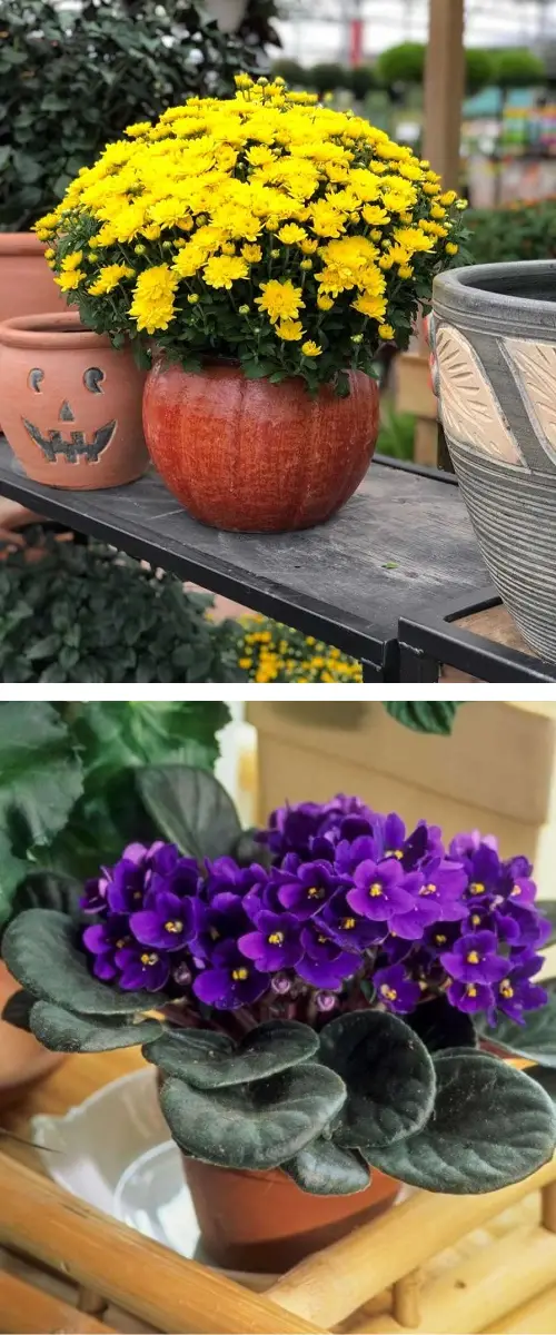 november Birth Month Flowers with Meanings