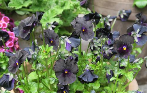 best Black Flowers and Plants to Add Drama to Your Garden