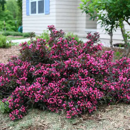 Black Plants and Flowers to Make Your Garden Dramatic