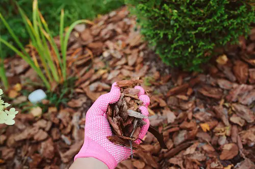 Wood Chips