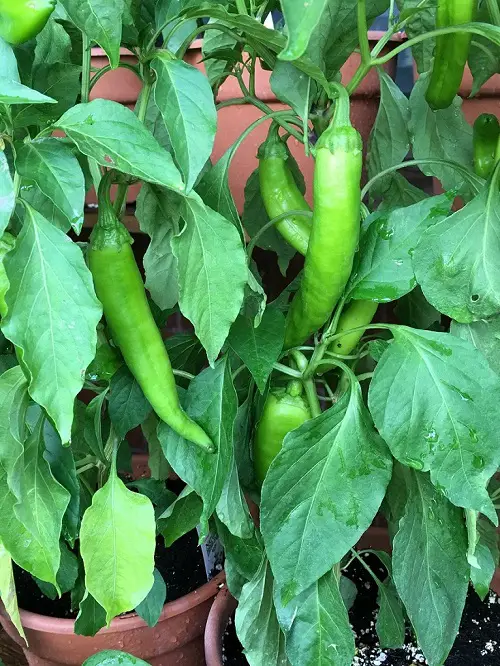 top best Various Pepper Varieties for Your Garden