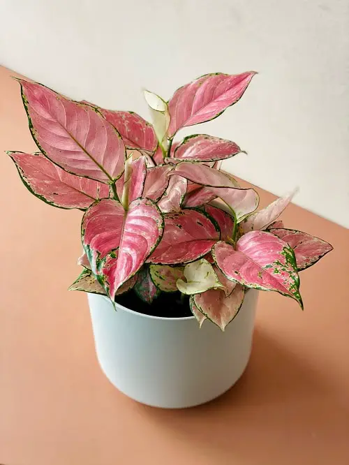 Best Aglaonema Varieties 78